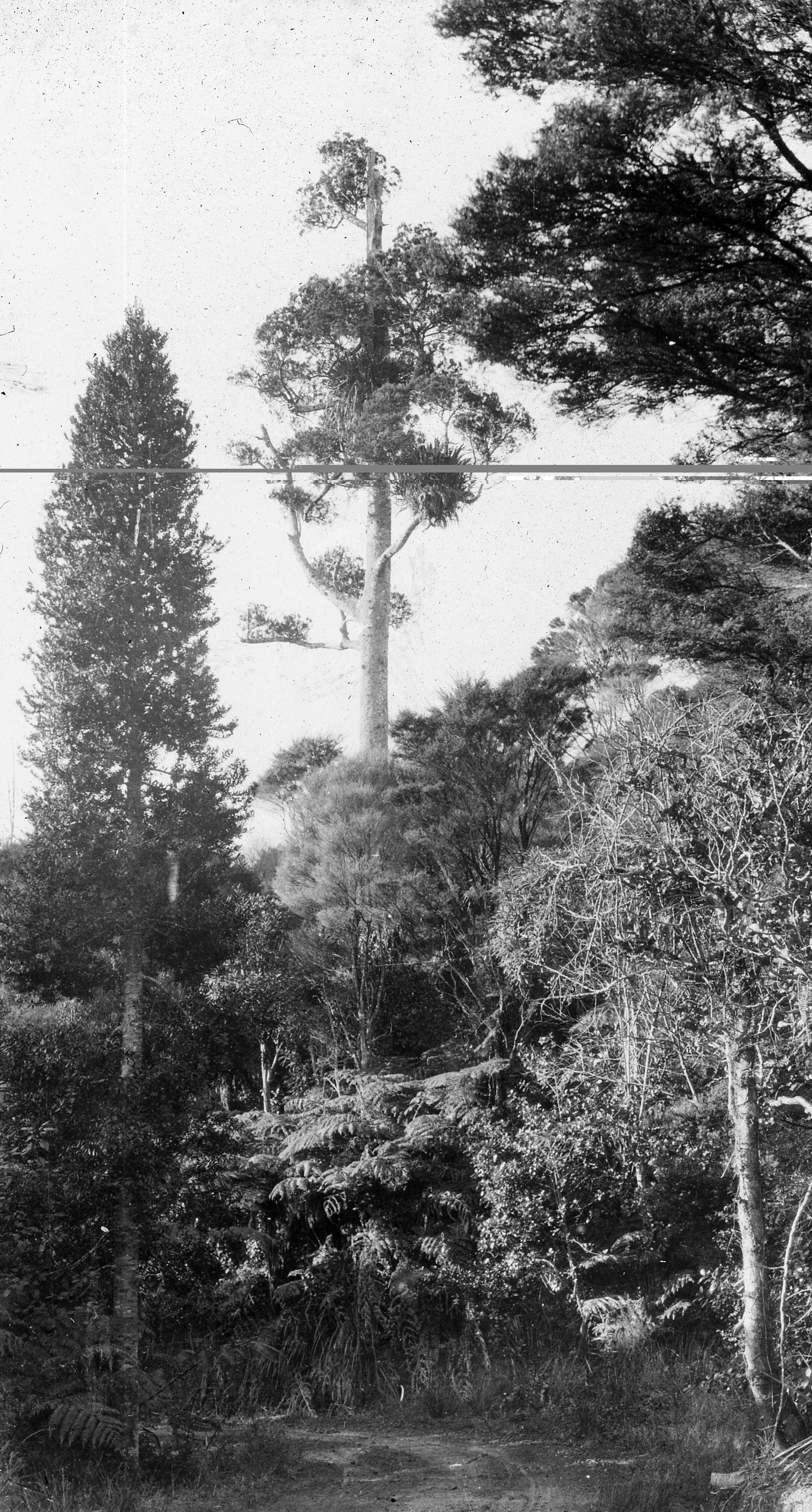 Kauri pine